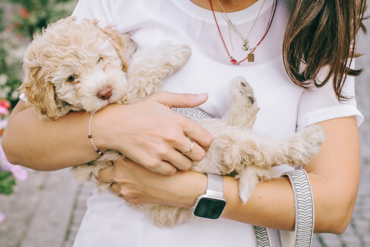 The Most Important Things for a First-Time Dog Owner