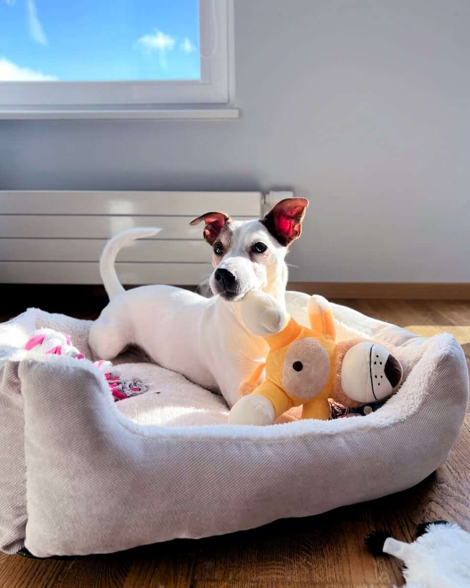 Comfortable Jack Russell Terrier named Joy with his doll