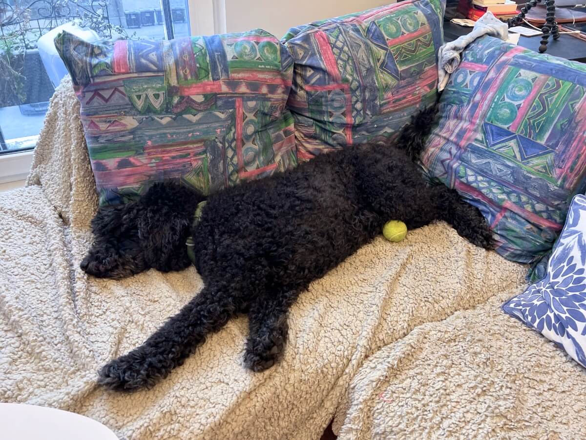 Doggy Daycare | Lemmika — Pet Boarding in Tallinn Canine Club - Lemmika Pet Hotel & Daycare