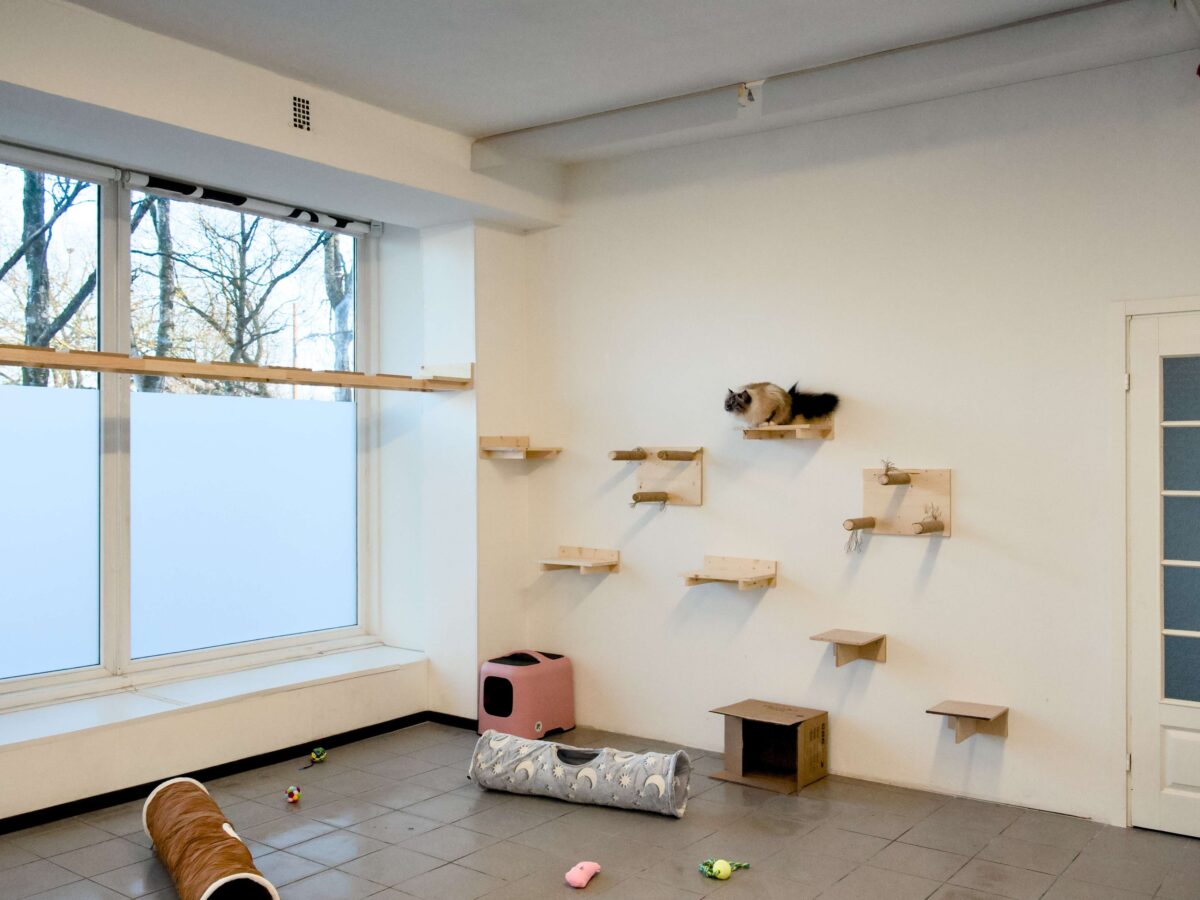 Kasside Hotell | Lemmika Pet Hotel & Daycare based in Tallinn, Estonia — Pet Boarding in Tallinn Lemmika Cat Playground