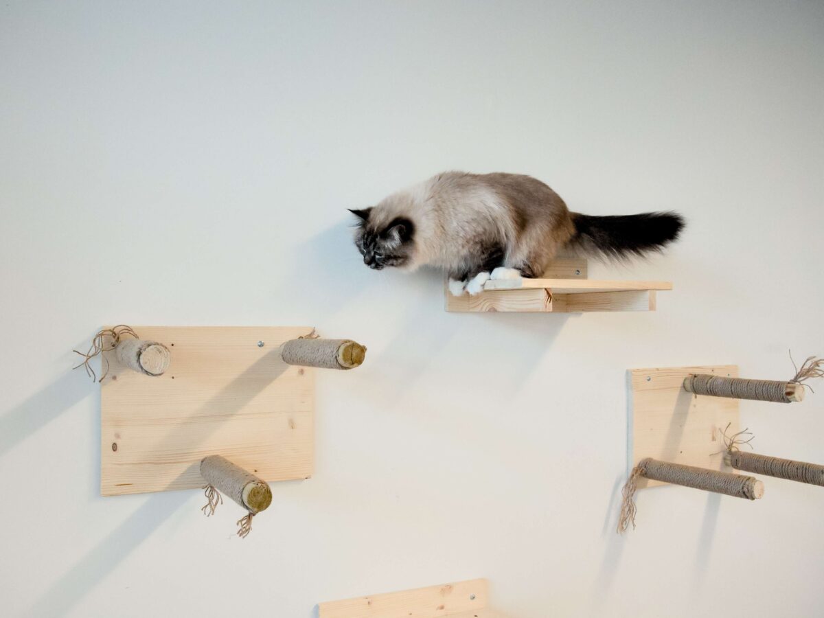 Kasside Hotell | Lemmika Pet Hotel & Daycare based in Tallinn, Estonia — Pet Boarding in Tallinn Lemmika CatPG 3 | Lemmika Pet Hotel & Daycare based in Tallinn, Estonia — Pet Boarding in Tallinn