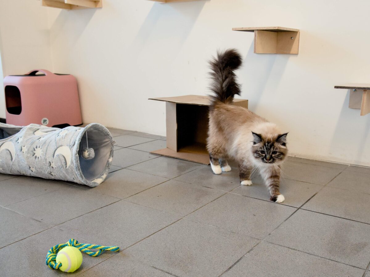 Kasside Hotell | Lemmika Pet Hotel & Daycare based in Tallinn, Estonia — Pet Boarding in Tallinn Lemmika Pet Hotel & Daycare