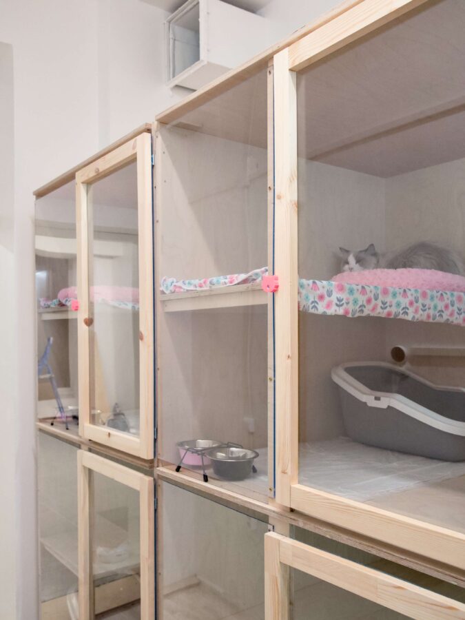 Kasside Hotell | Lemmika Pet Hotel & Daycare based in Tallinn, Estonia — Pet Boarding in Tallinn Lemmika CatRoom 3 | Lemmika Pet Hotel & Daycare based in Tallinn, Estonia — Pet Boarding in Tallinn
