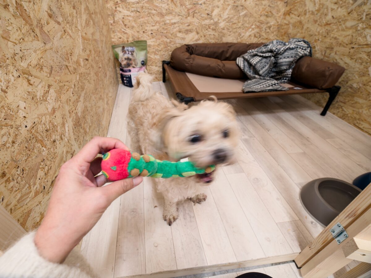 Lemmika DogGuests 3 | Lemmika Pet Hotel & Daycare based in Tallinn, Estonia &mdash; Pet Boarding in Tallinn