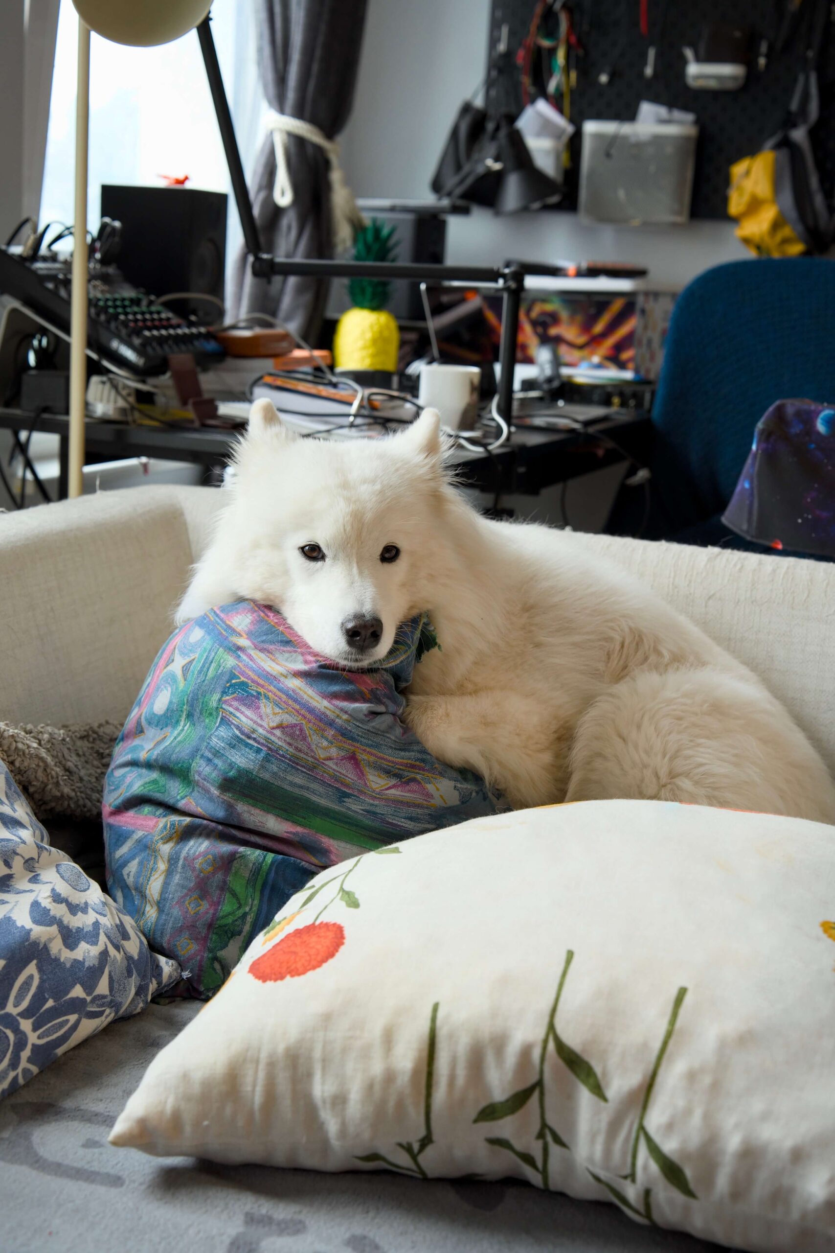 Nanuk 1 scaled | Lemmika Pet Hotel & Daycare based in Tallinn, Estonia &mdash; Pet Boarding in Tallinn