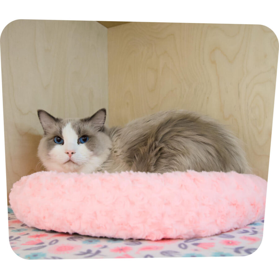 Avaleht | Lemmika Pet Hotel & Daycare based in Tallinn, Estonia — Pet Boarding in Tallinn Lemmika Kassi Hotell