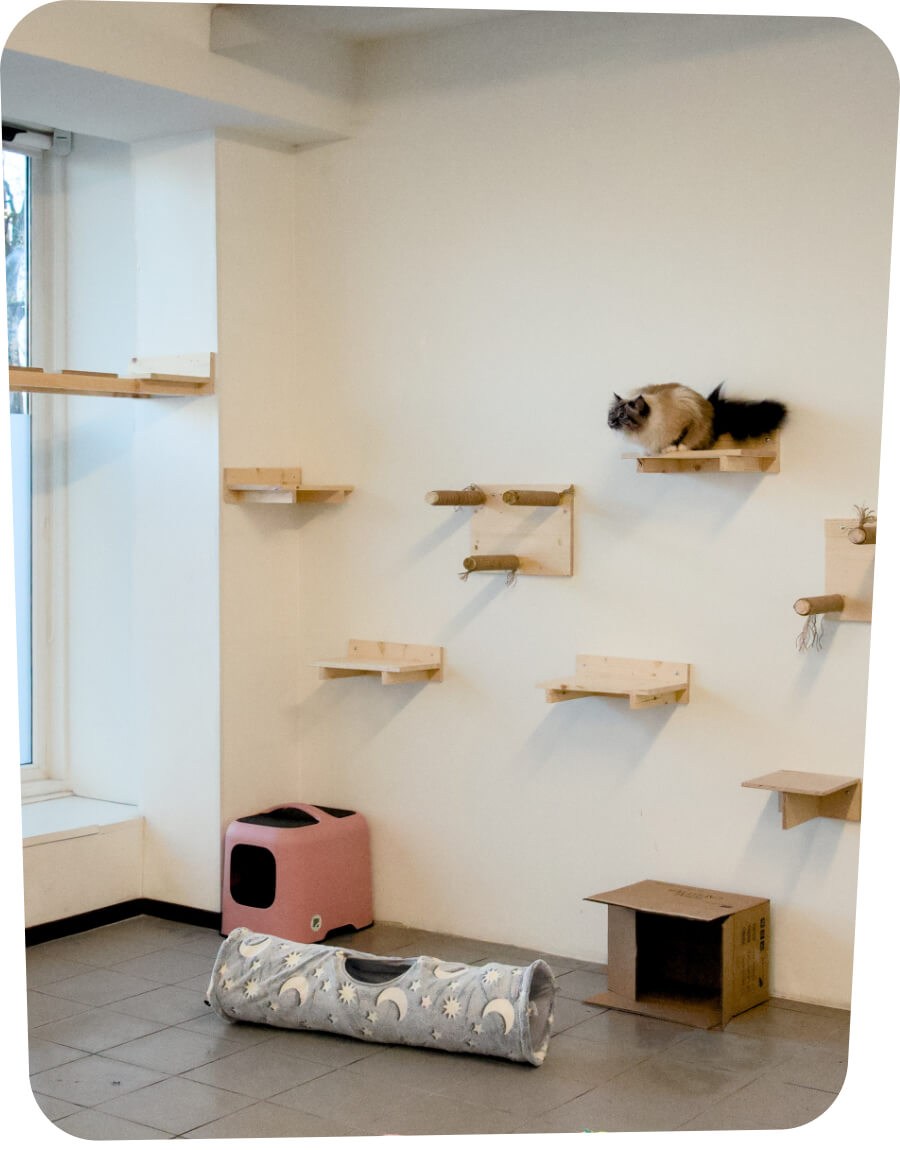 Avaleht | Lemmika Pet Hotel & Daycare based in Tallinn, Estonia — Pet Boarding in Tallinn Lemmika Cat Hotel