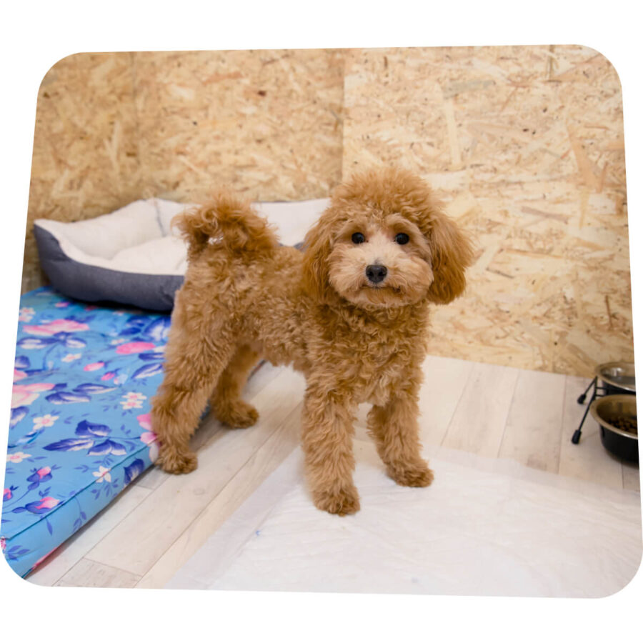 Avaleht | Lemmika Pet Hotel & Daycare based in Tallinn, Estonia — Pet Boarding in Tallinn Lemmika Koerte Hotell