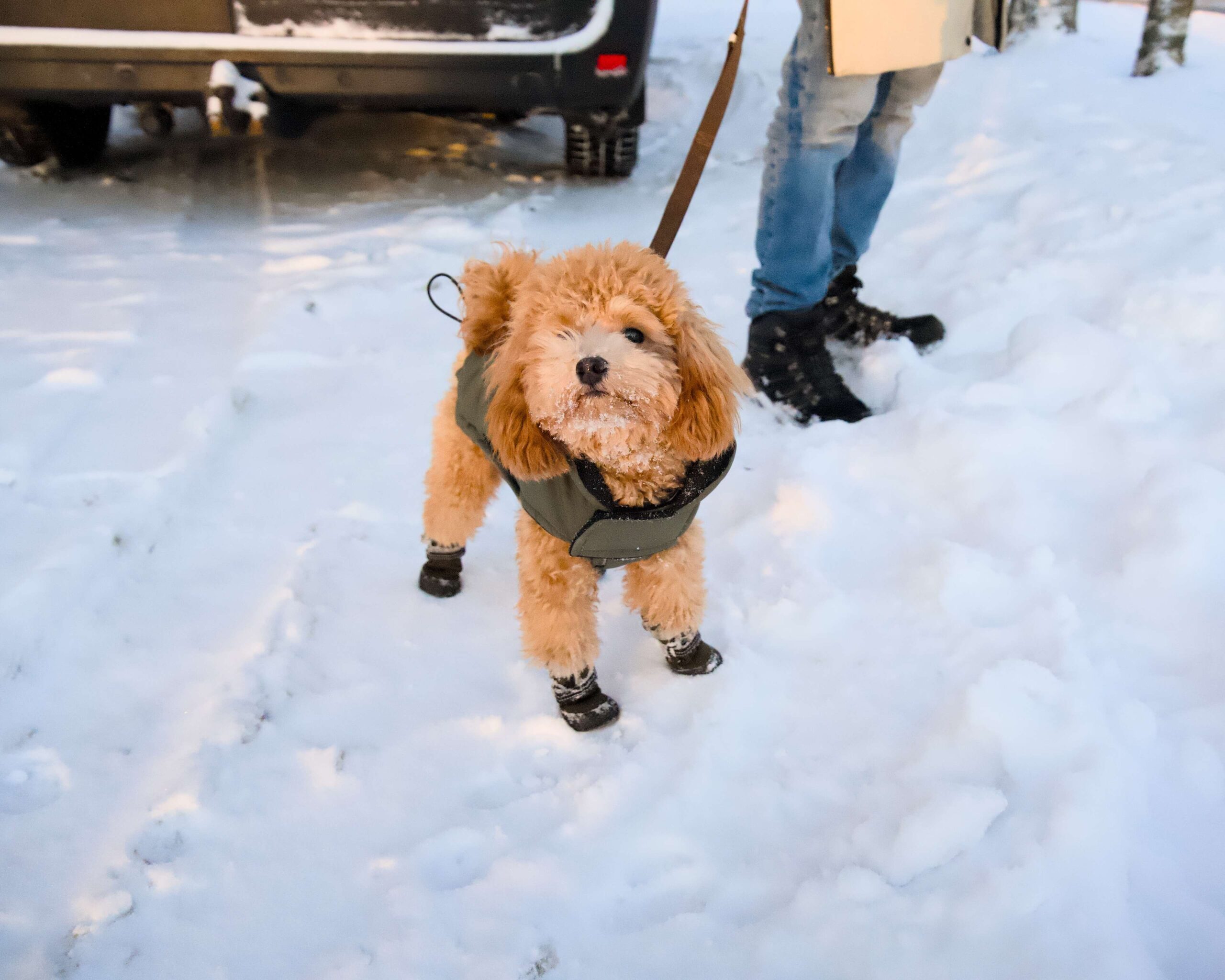 The Responsible Pet Parent's Pre-Travel Checklist: 10 Questions You Should Always Ask | Lemmika Pet Hotel & Daycare based in Tallinn, Estonia — Pet Boarding in Tallinn The Responsible Pet Parent's Pre-Travel Checklist: 10 Questions You Should Always Ask