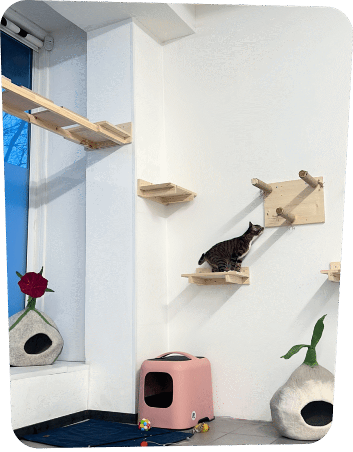 Lemmika's Cat Playground